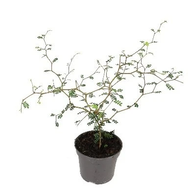 Sophora prostrata Little Baby aprašymas - Prekės nuotrauka