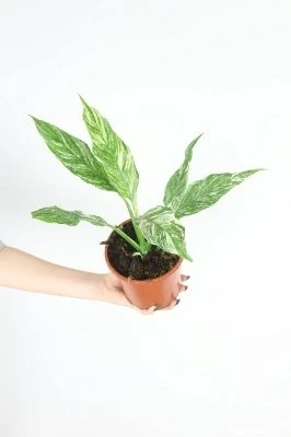 Spathiphyllum Domino aprašymas - Prekės nuotrauka