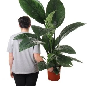 Spathiphyllum wallisii Sensation aprašymas - Prekės nuotrauka