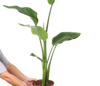 Strelitzia nicolai aprašymas - Prekės nuotrauka