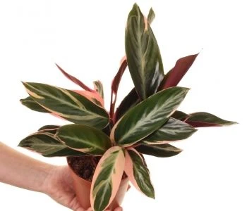 Stromanthe sanguinea Triostar aprašymas - Prekės nuotrauka