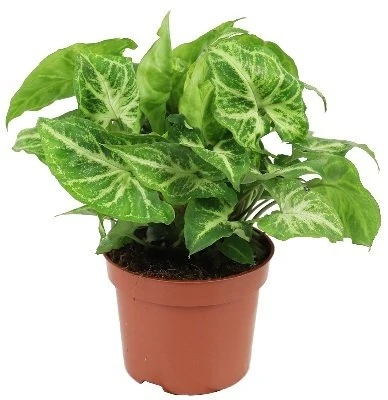 Syngonium Arrow aprašymas - Prekės nuotrauka