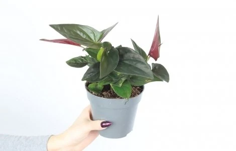 Syngonium erythrophyllum Raudona Arrow aprašymas - Prekės nuotrauka