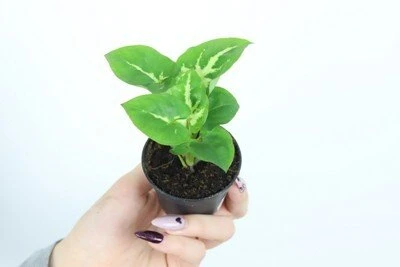 Syngonium Žalias Robusta aprašymas - Prekės nuotrauka