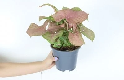 Syngonium Neon Robusta aprašymas - Prekės nuotrauka