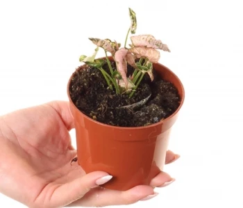 Pink Syngonium Rožinė Rolli aprašymas - Prekės nuotrauka