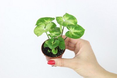 Syngonium Pixie aprašymas - Prekės nuotrauka