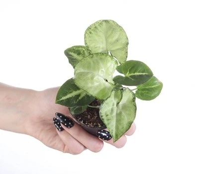 Syngonium Baltas Butterfly aprašymas - Prekės nuotrauka