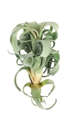Tillandsia Skirtas garbanotiems plaukams Slim aprašymas - Prekės nuotrauka