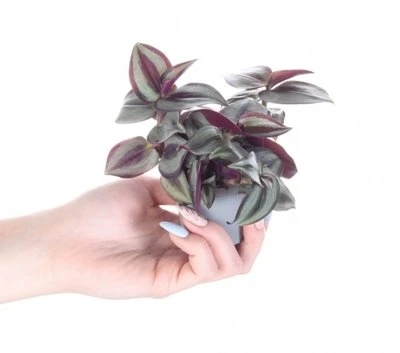 Pink Tradescantia Rožinė Joy aprašymas - Prekės nuotrauka