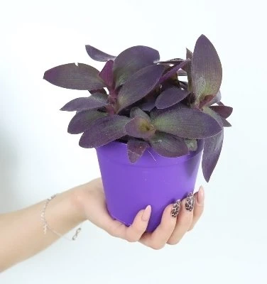 Tradescantia Violetinė Heart aprašymas - Prekės nuotrauka