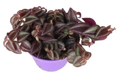Tradescantia Violetinė Passion aprašymas - Prekės nuotrauka