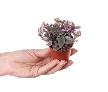 Tradescantia Sweetness aprašymas - Prekės nuotrauka