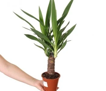 Yucca elephantipes aprašymas - Prekės nuotrauka