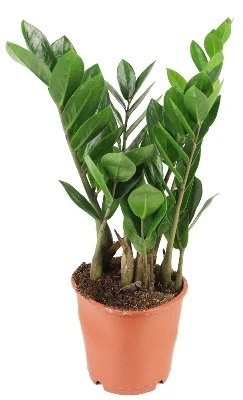 Zamioculcas zamiifolia aprašymas - Prekės nuotrauka