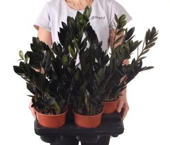 Zamioculcas zamiifolia Raven aprašymas - Prekės nuotrauka