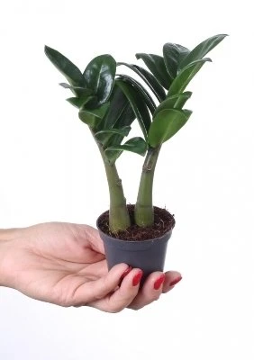 Zamioculcas zamiifolia Zenzi aprašymas - Prekės nuotrauka