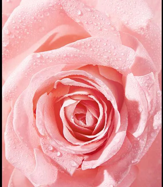 Nivea „Rose Touch“ (vandeniui atsparus akių makiažo valiklis) 100 ml