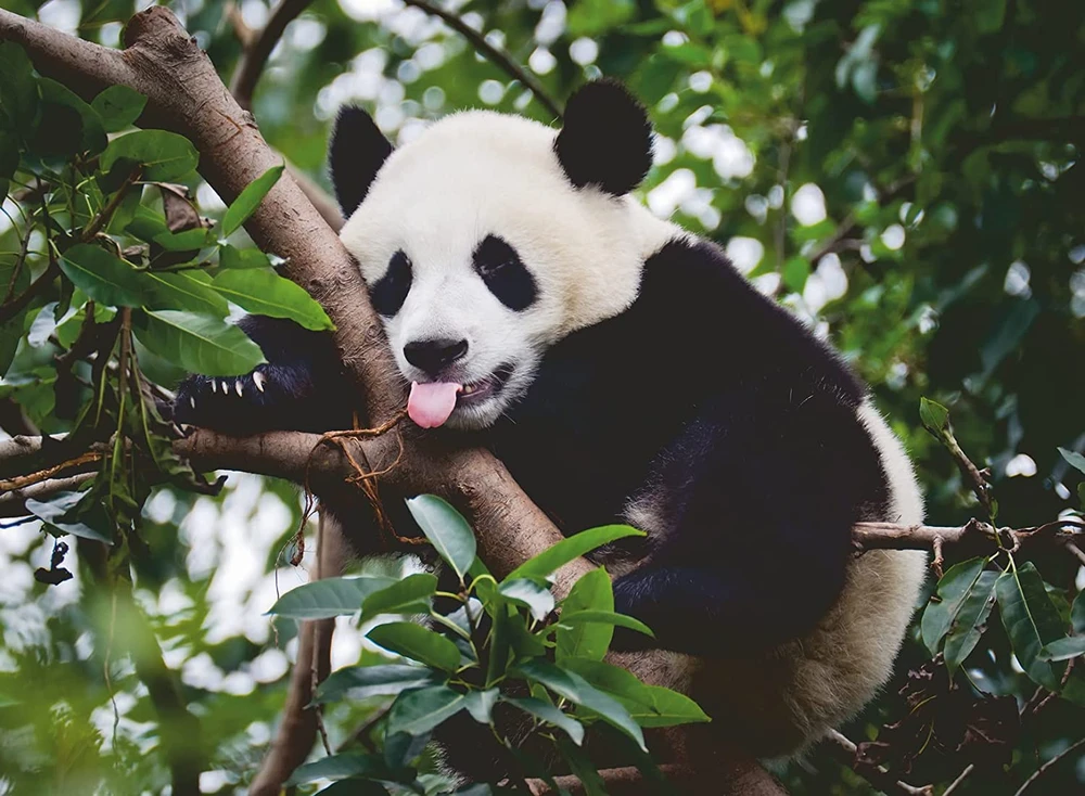 Ravensburger Dėlionė 500 vnt. - Panda aprašymas - Prekės nuotrauka