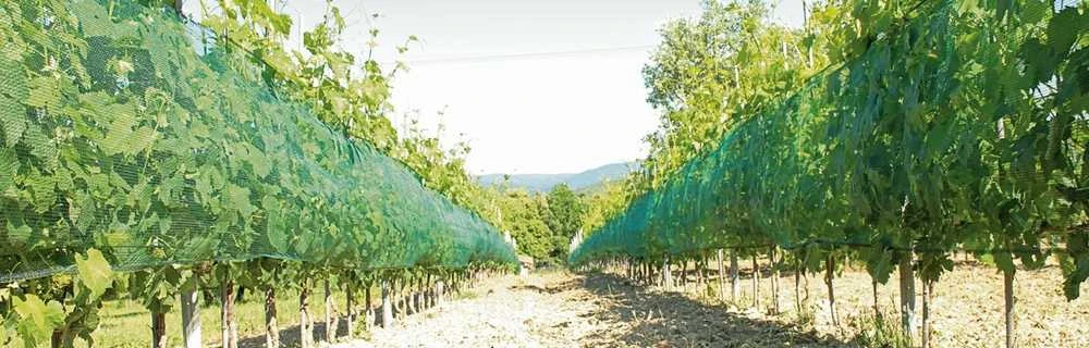 Tinklas nuo paukščių ir krušos 2x10m (46 g/m²) IRIDE DUE