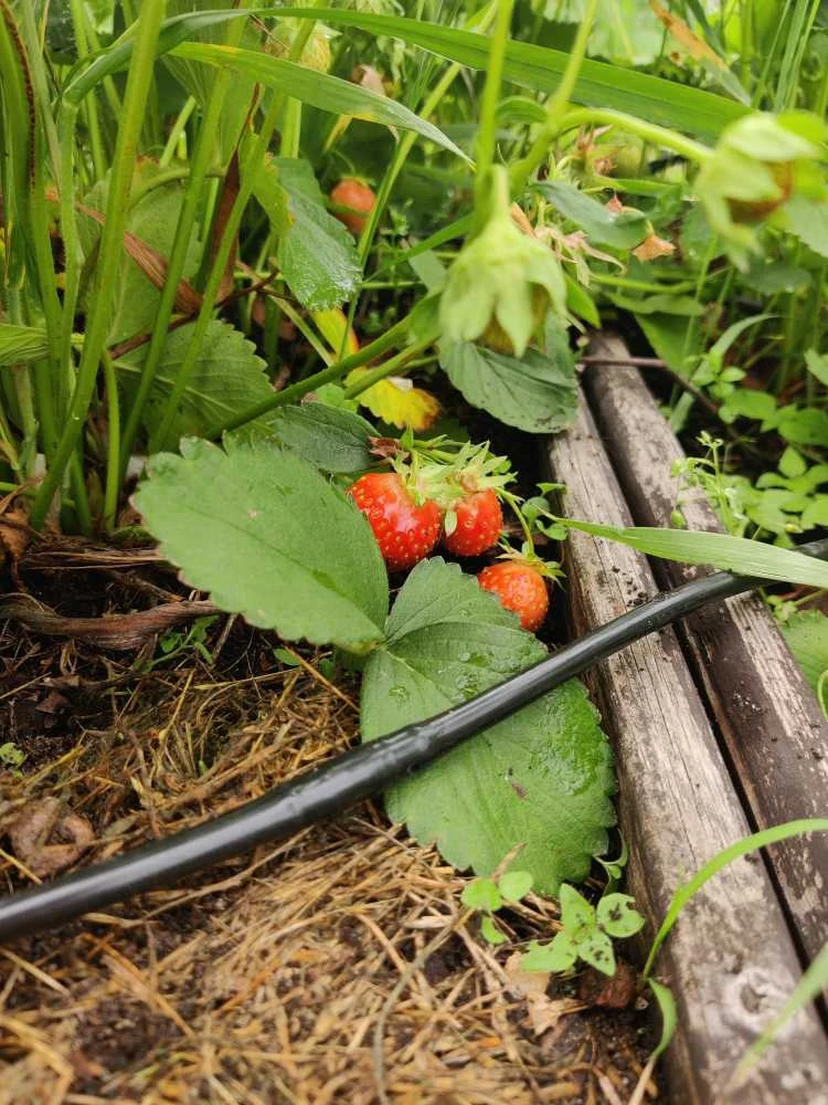 Laistymo Padejejas Laistymo rinkinys "Pakeltos lysvės"