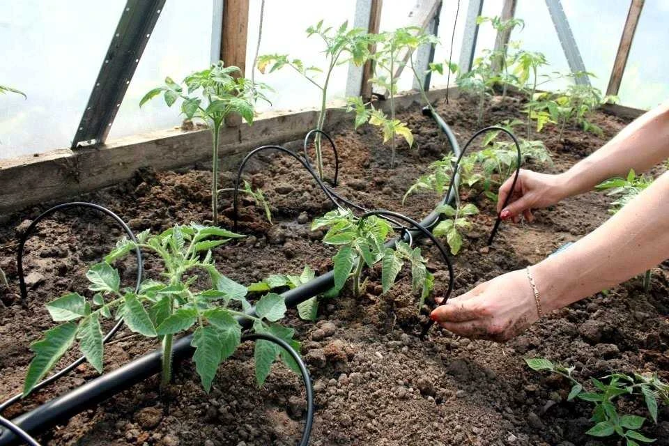 Oxygen Group Laistymo Padejejas .Šiltnamio laistymo sistema "Keturkojis" vandentiekiui 10m