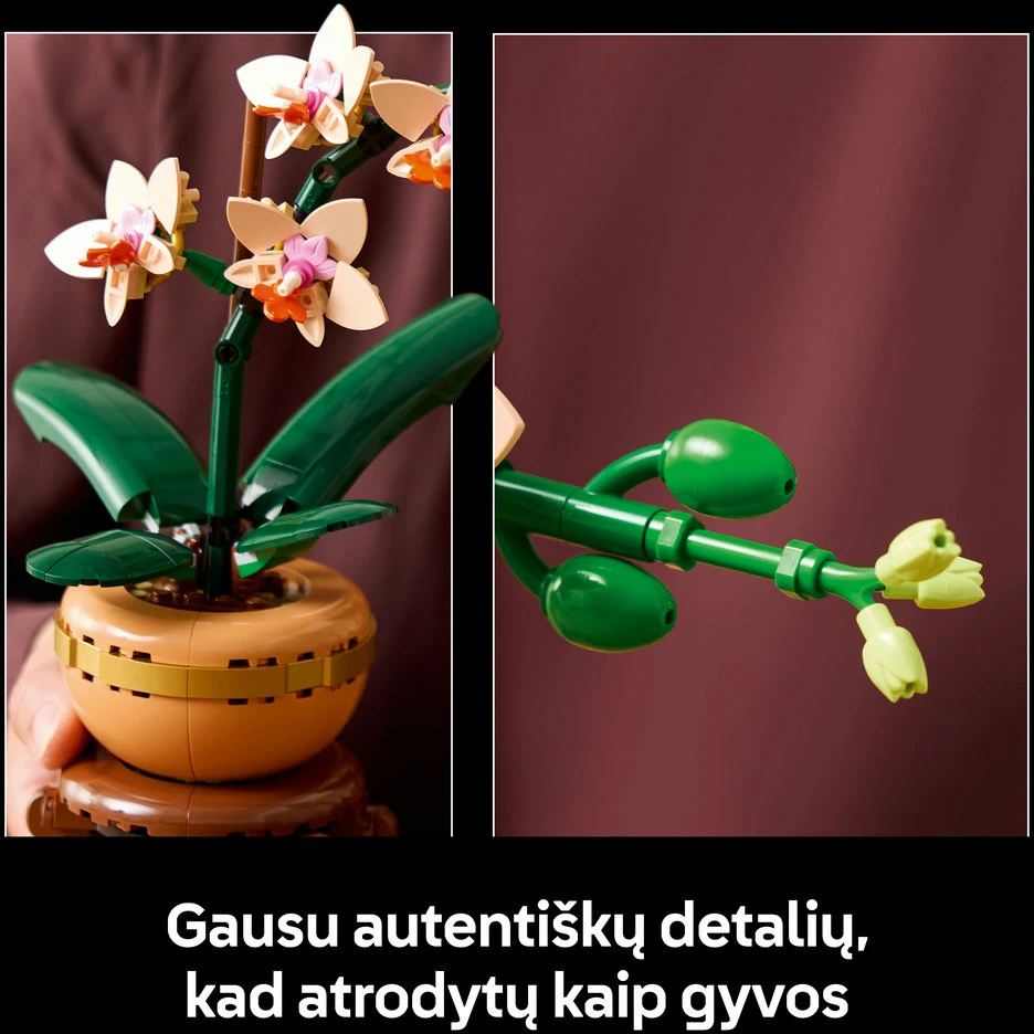 LEGO® Botanicals Mini orchidėja Augalo dovana 10343