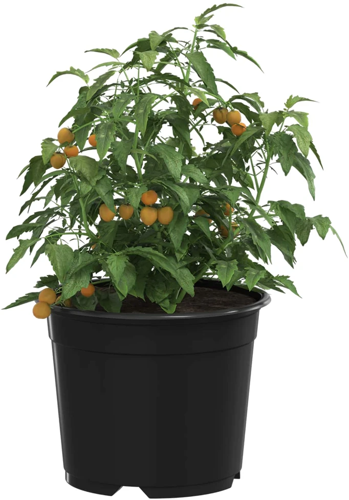 Apvalus gėlių vazonas 200 vnt. Juoda Ø 10 x 8 cm Plastmasė
