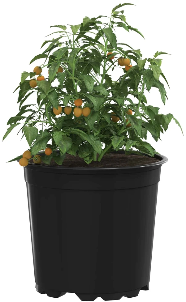 Apvalus gėlių vazonas 200 vnt. Juoda Ø 15 x 13 cm Plastmasė