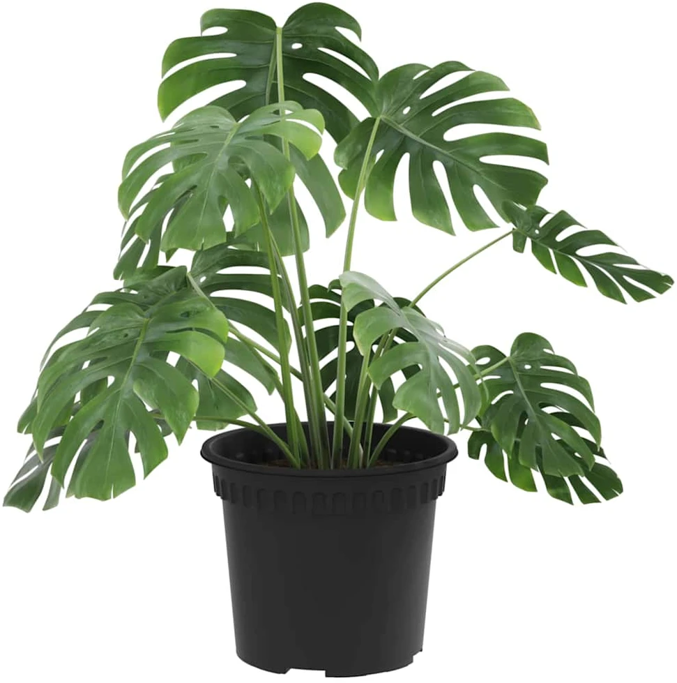 Apvalus gėlių vazonas 24 vnt. Juoda Ø 12,5 x 10 cm Plastmasė