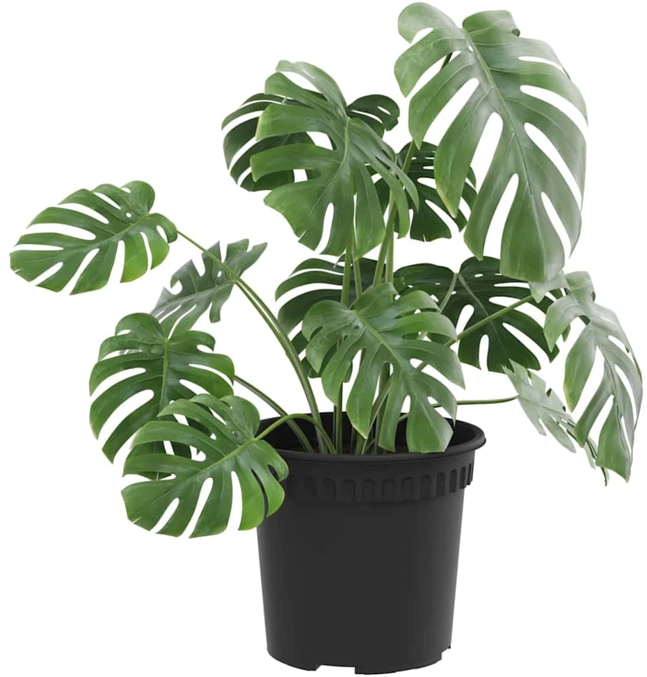 Apvalus gėlių vazonas 6 vnt. Juoda Ø 15 x 12 cm Plastmasė