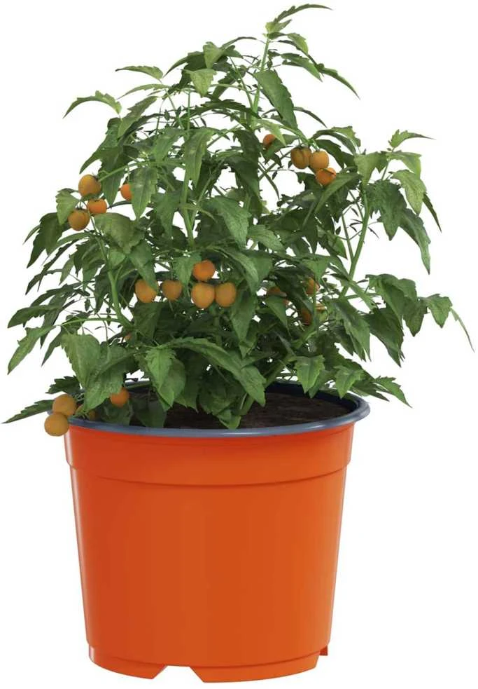 Apvalus gėlių vazonas 200 vnt. Terakotos Ø 10 x 8 cm Plastmasė