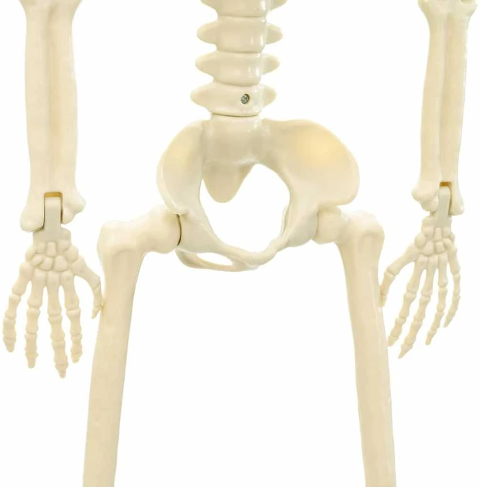 Helovino skeletas 2 vnt. Balta 85 cm PVC