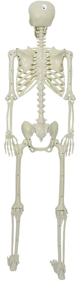 Helovino Skeleton Balta 155 x 38,5 cm Polipropilenas