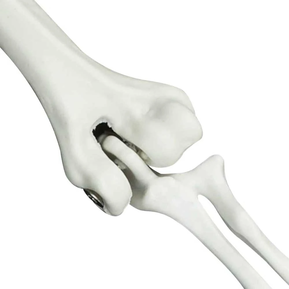 Helovino skeletas su žemės kuolais Balta 45,5 x 13 cm