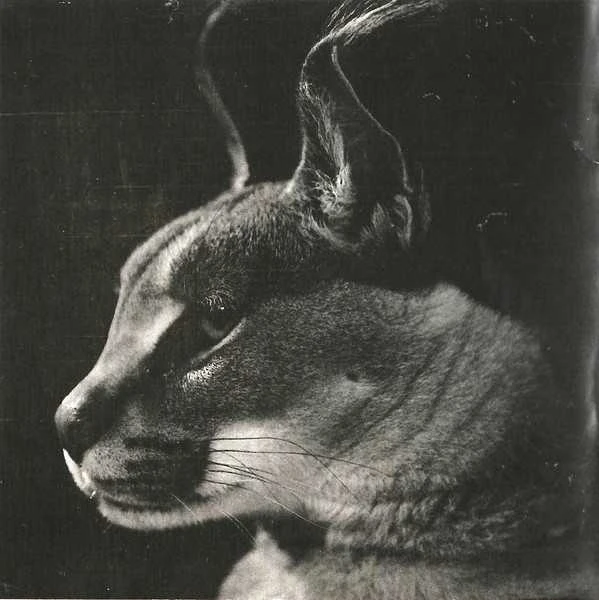 Disclosure - Caracal CD
