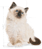 Royal Canin FHN Cat Kitten Instinctive Loaf 12x85 g