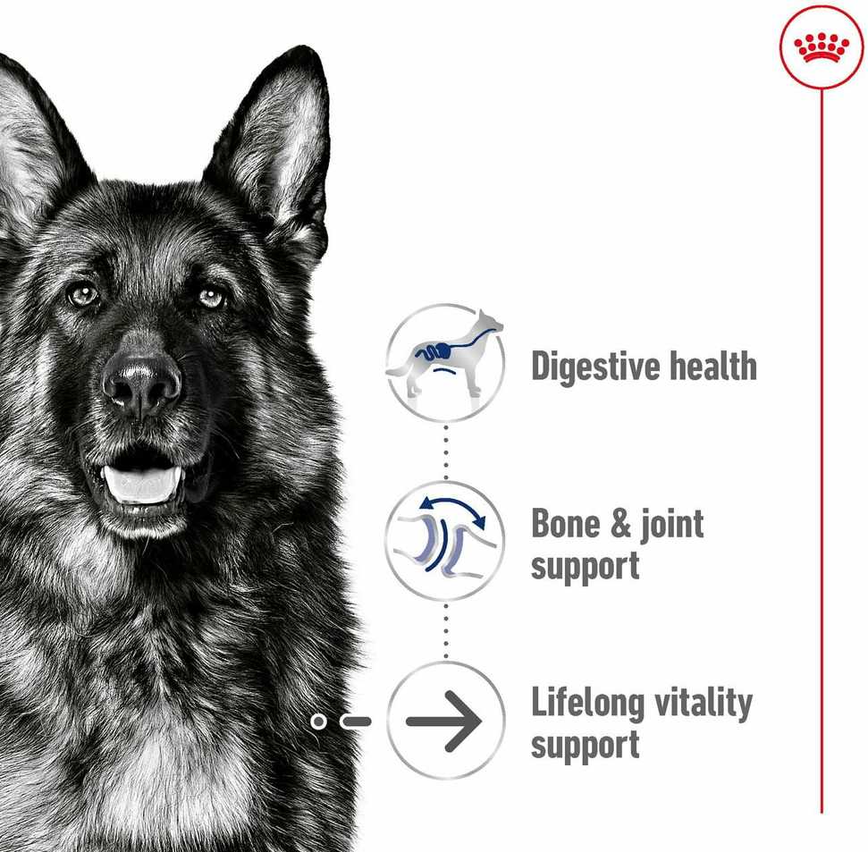 Royal Canin Maxi Ageing 8+ 15kg