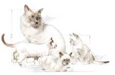 Royal Canin PRO Cat Babycat Milk 0,3kg