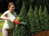 Black & Decker Akumuliatorinės gyvatvorių žirklės GSL300