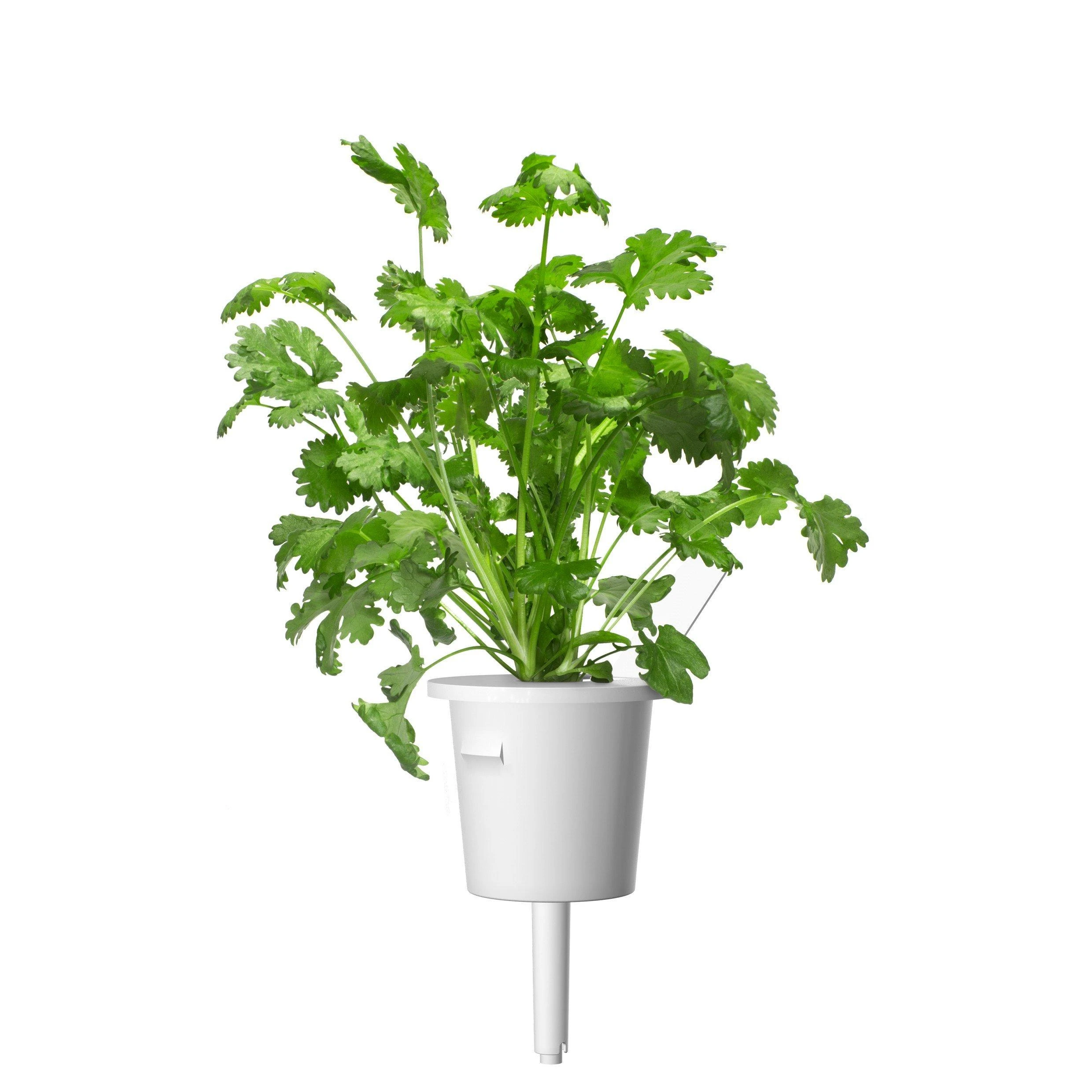 Click and Grow Smart Home 3 vnt. papildymas - kalendros sėklos