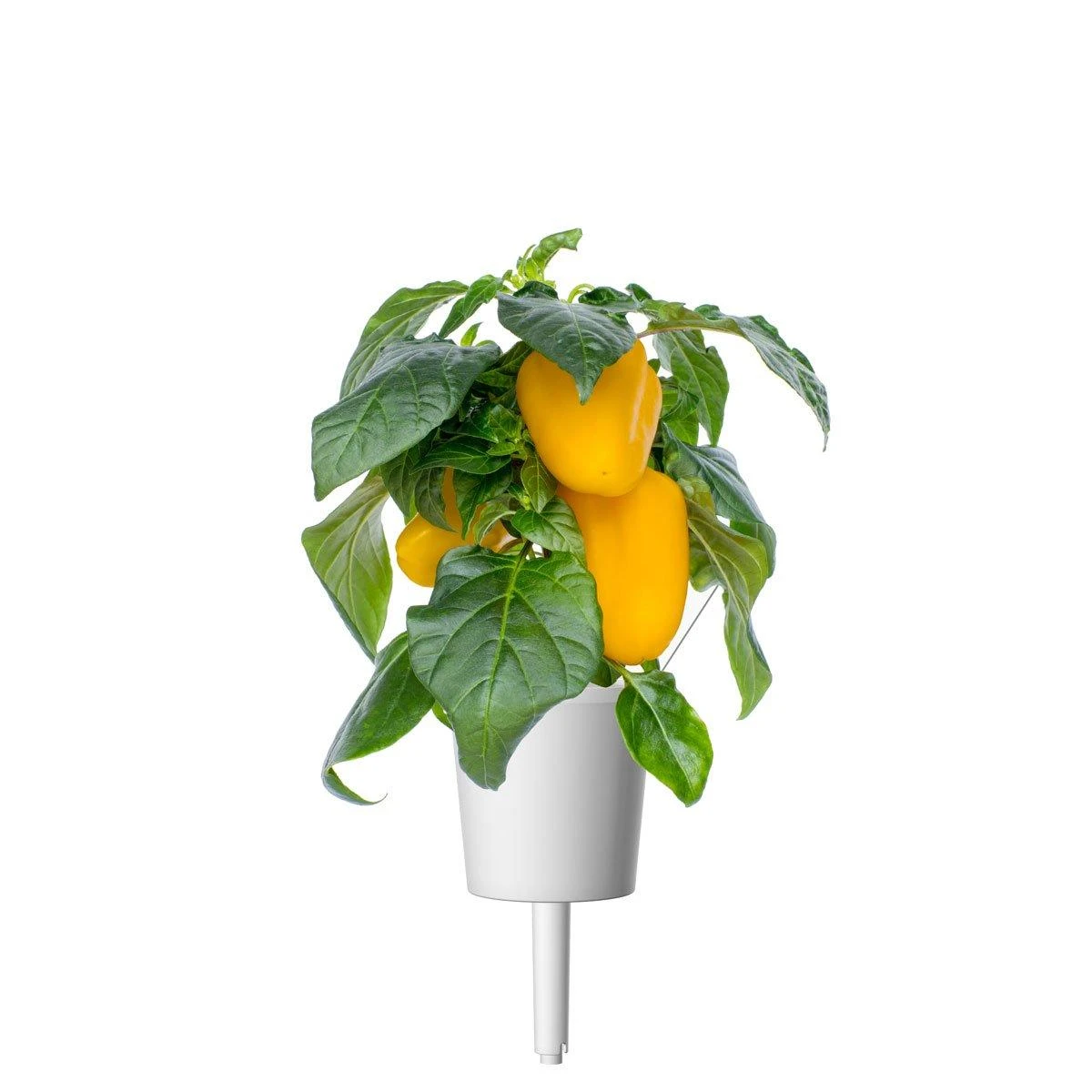 Click and Grow SMART HOME 3 vnt. papildymas - paprikos sėklos, geltonos
