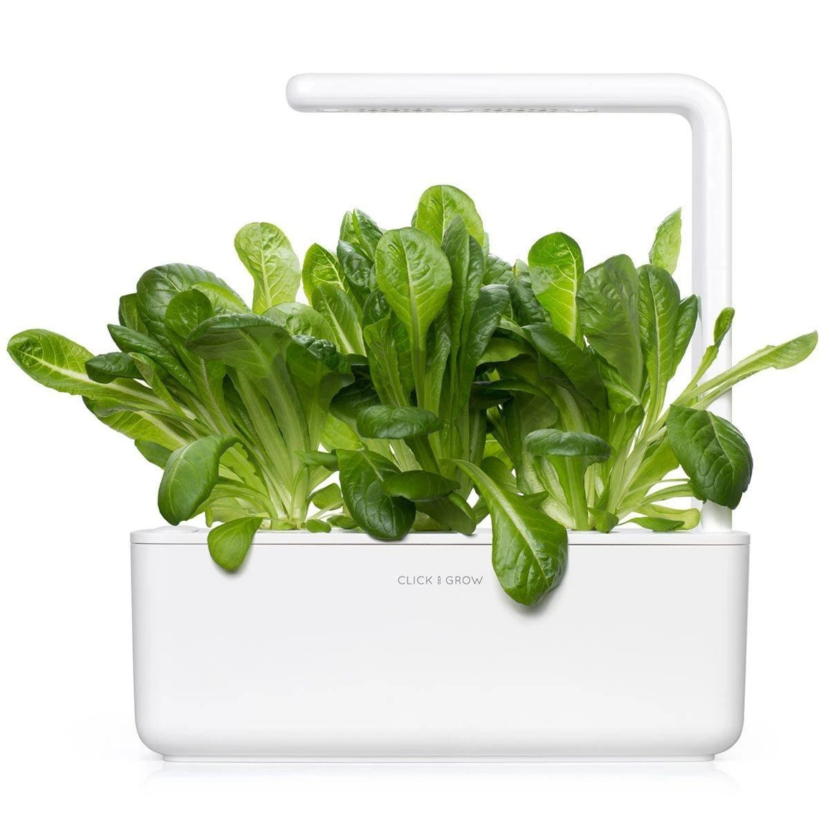 Click & Grow 3 vnt. papildymas - romėniškų salotų sėklos