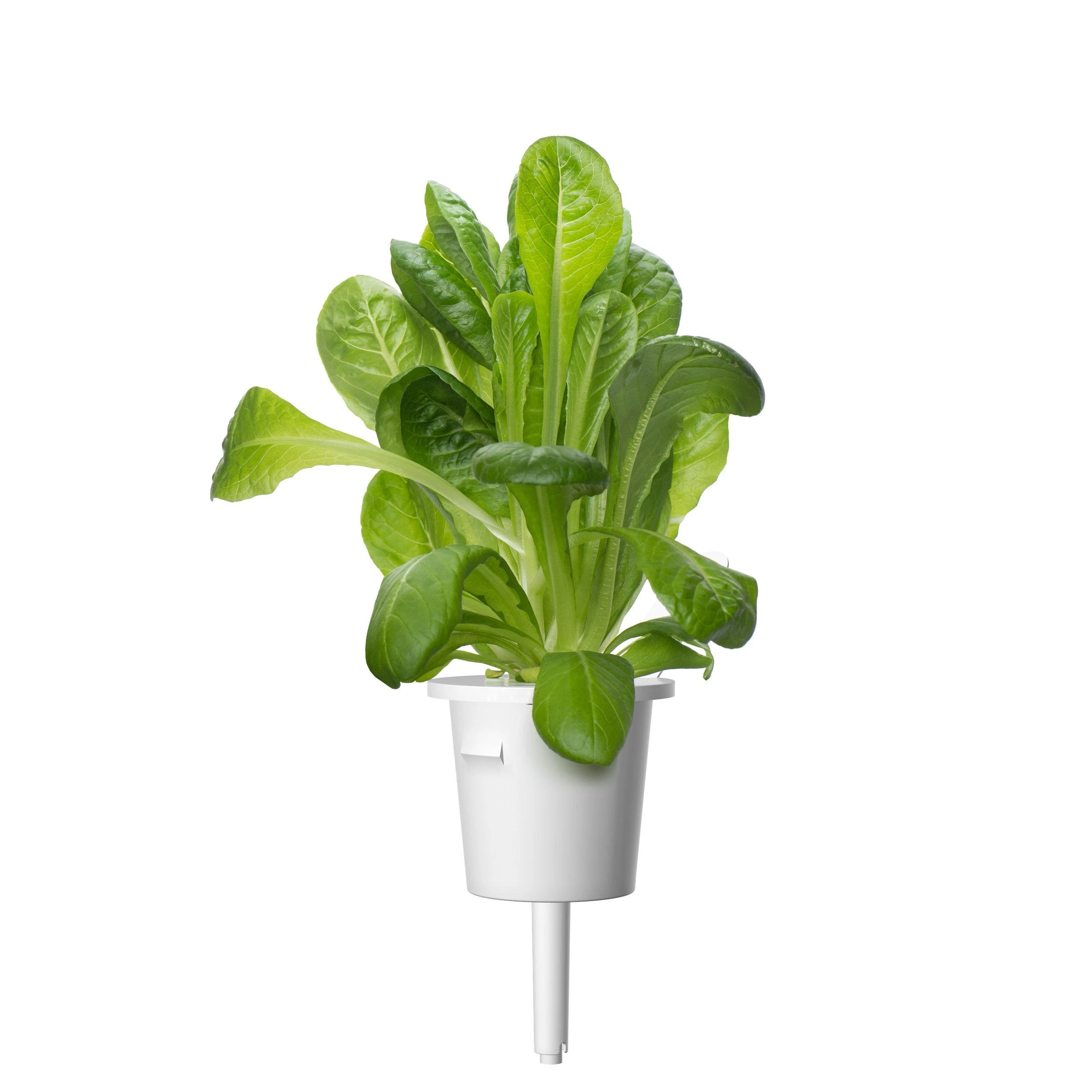 Click & Grow 3 vnt. papildymas - romėniškų salotų sėklos