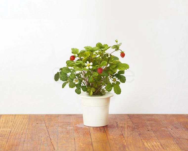 Click & Grow sėklos išmaniajam braškių vazonui  SHGR24x3 3vnt.
