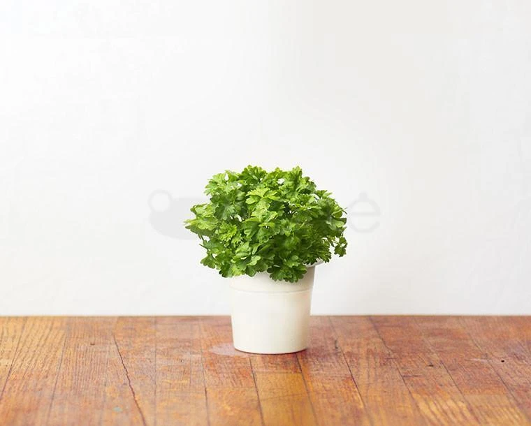 Click Grow „Click and Grow“ – išmaniojo sodo papildymo pakuotė, 3 vnt. – petražolės (SGR13X3)