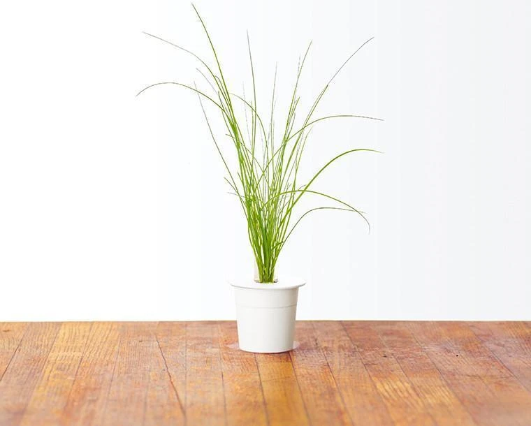 Click Grow „Click and Grow“ – išmaniojo sodo papildymo pakuotė, 3 vnt. – laiškiniai česnakai (SGR38X3)