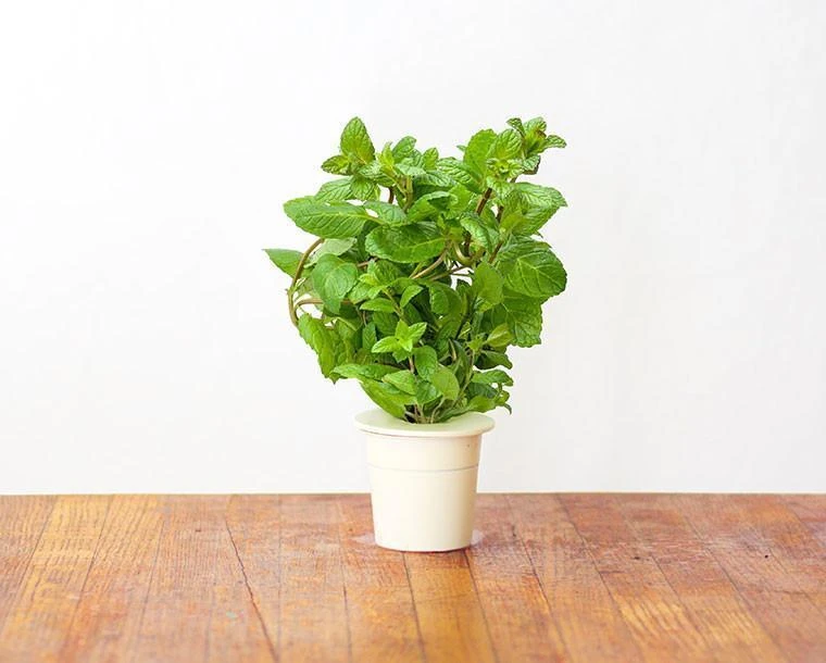 Click Grow „Click and Grow“ – išmaniojo sodo papildymo pakuotė, 3 vnt. – pipirmėčių (SGR22X3)