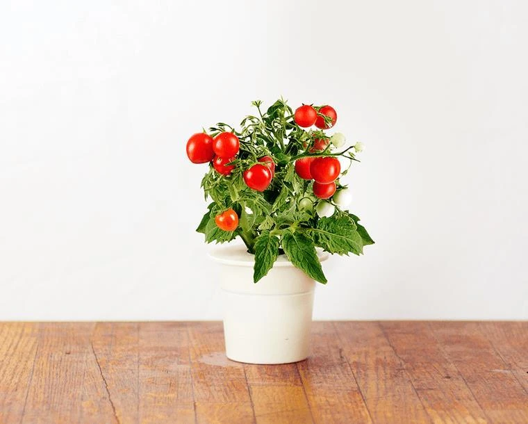 Click Grow „Click and Grow“ – išmaniojo sodo papildymo pakuotė, 3 vnt. – mini pomidorai (SGR5X3)