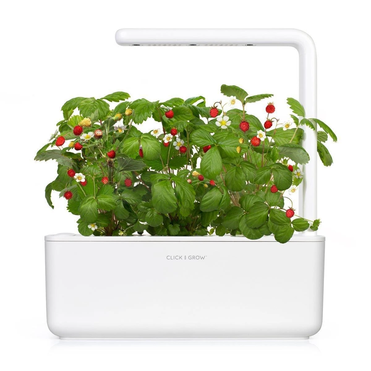 Click & Grow sėklos išmaniajam braškių vazonui  SHGR24x3 3vnt.